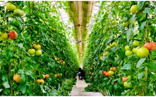 【中央市共通返礼品】カレー 無水 トマト 糀 カレー 200g×3個 レトルト 手軽 野菜 ベジタブル ヴィーガン  [5839-1815]