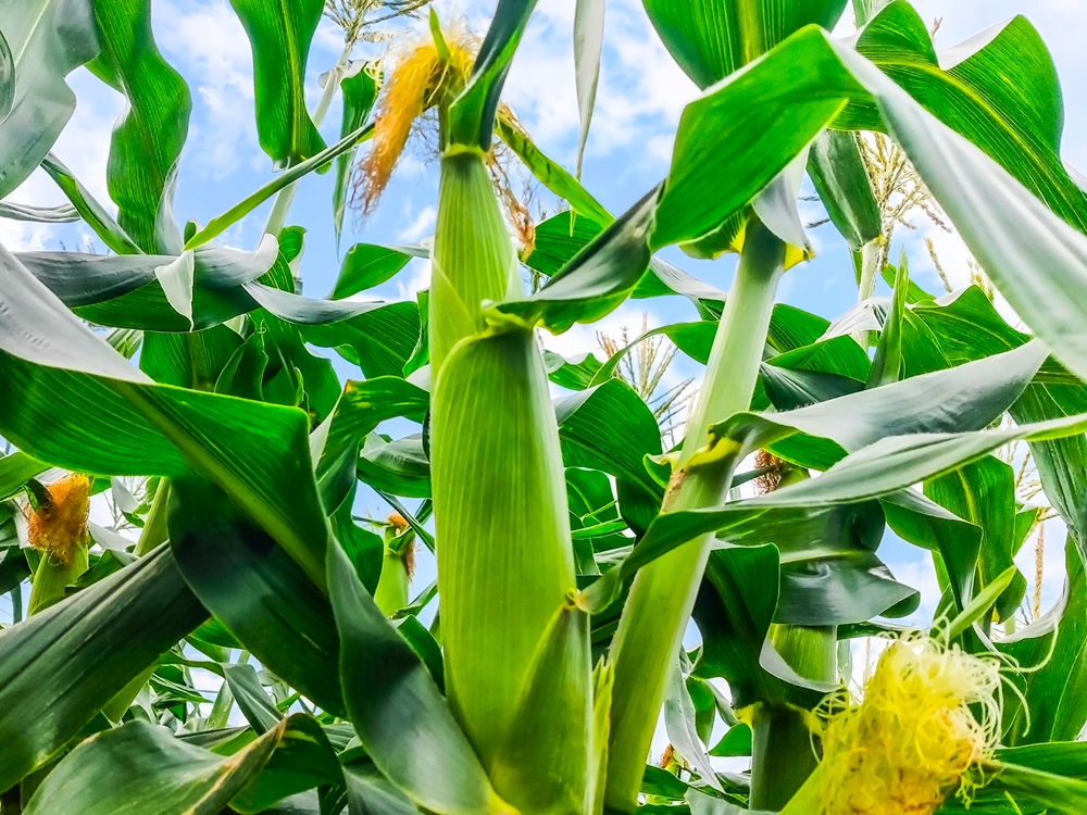 【先行予約】2024年6月上旬から発送　絶品！市川三郷町産甘々娘（とうもろこし）6本入り　薬袋和幸農園[5839-1982]