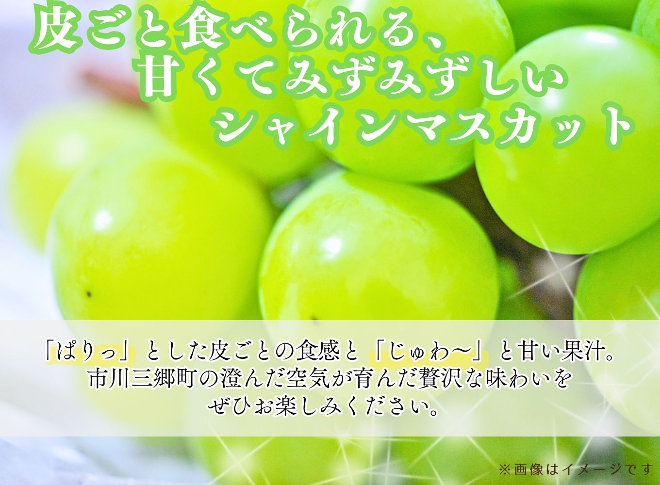 シャインマスカット 【2026年発送】秀品 山梨 2房 (約1.1kg) ぶどう 葡萄 山梨県 フルーツ 果物 くだもの ギフト 産地直送 人気 Inakakara厳選 [5839-1978]
