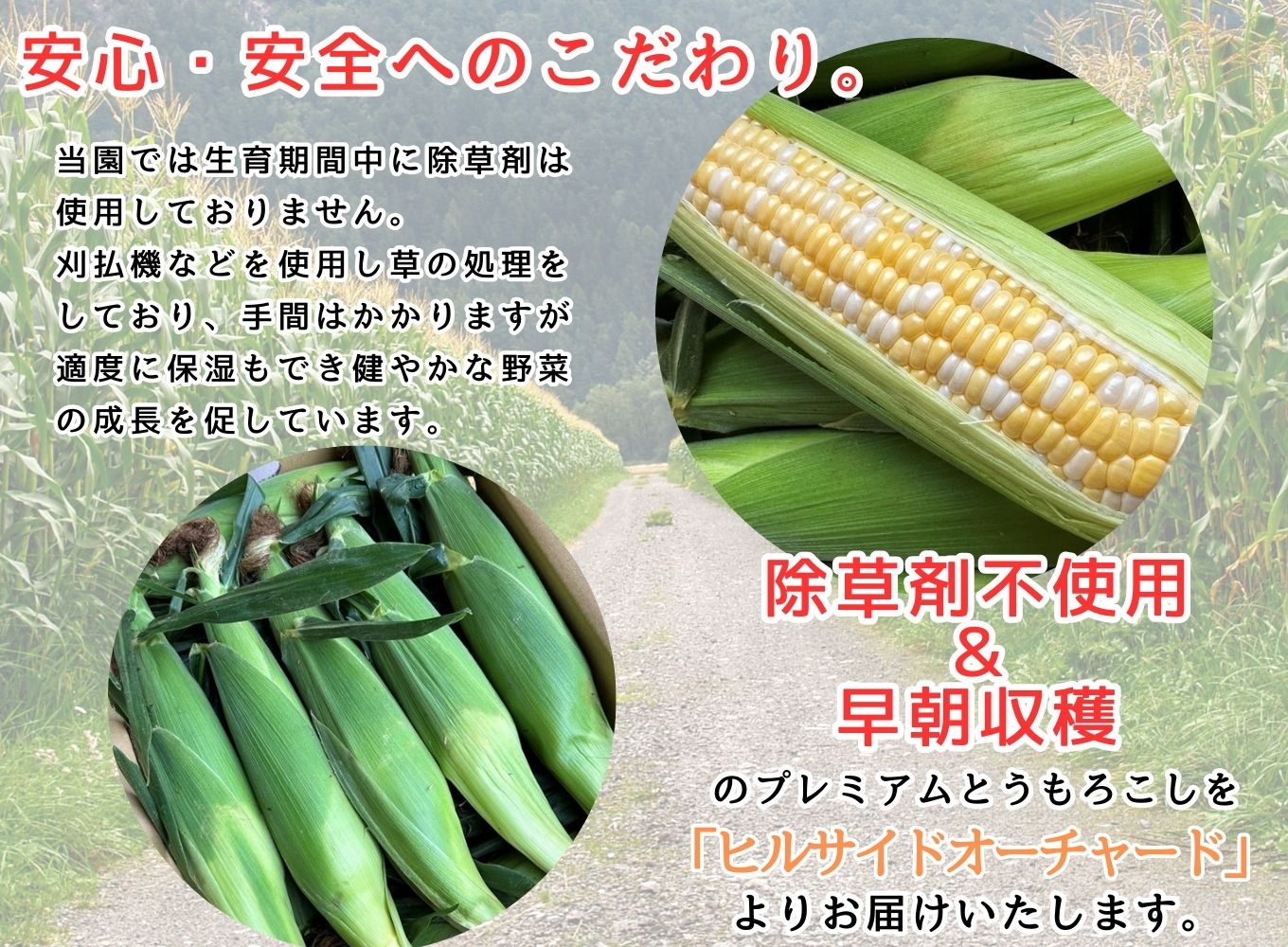 2026年6月中旬から発送【朝採り】ドルチェドリーム　１２本入り（約５kg）　ヒルサイドオーチャード[5839-2089]