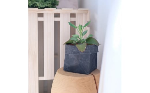 SIWA ボックス 13×13　ブラウン[5839-9971]