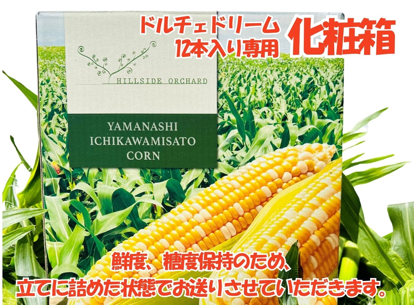 2026年6月中旬から発送【朝採り】ドルチェドリーム　１２本入り（約５kg）　ヒルサイドオーチャード[5839-2089]