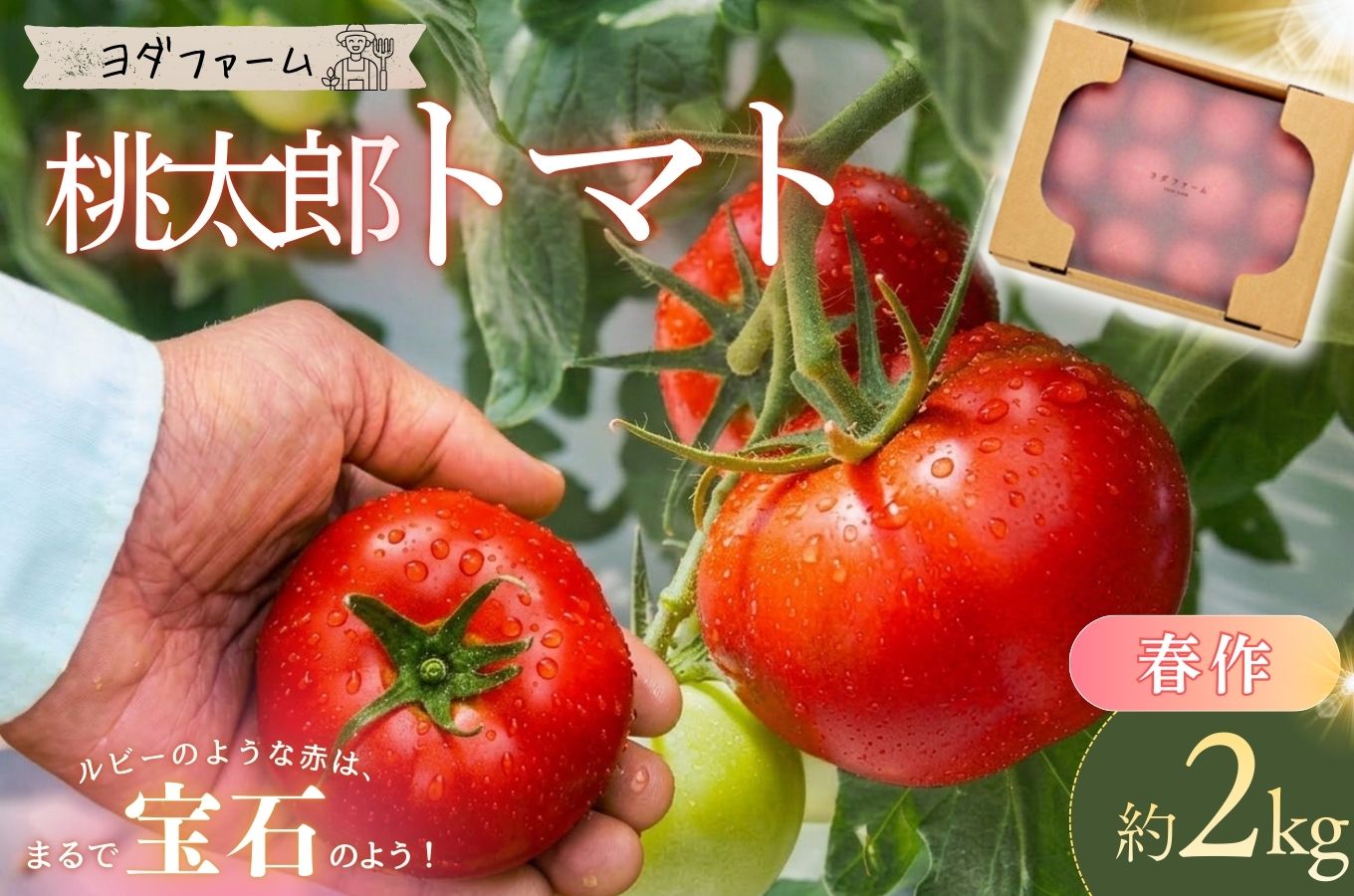 【中央市共通返礼品】 春作 トマト 桃太郎 約2kg とまと 野菜 やさい 2キロ 季節限定 期間限定 産地直送 山梨県産 【2026年4月上旬-6月下旬発送予定】[5839-2128]