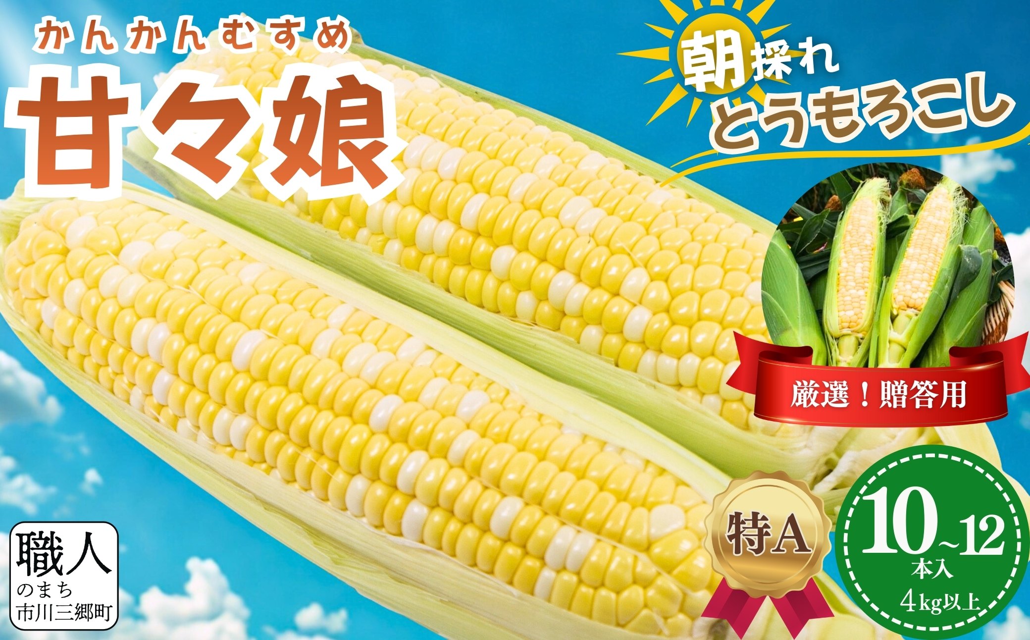 極甘フルーツとうもろこし「甘々娘（かんかんむすめ）」特Ａ品・激選贈答用 10～12本入り 【2026年6月中旬から発送】 アグリ甲斐 [5839-8580]