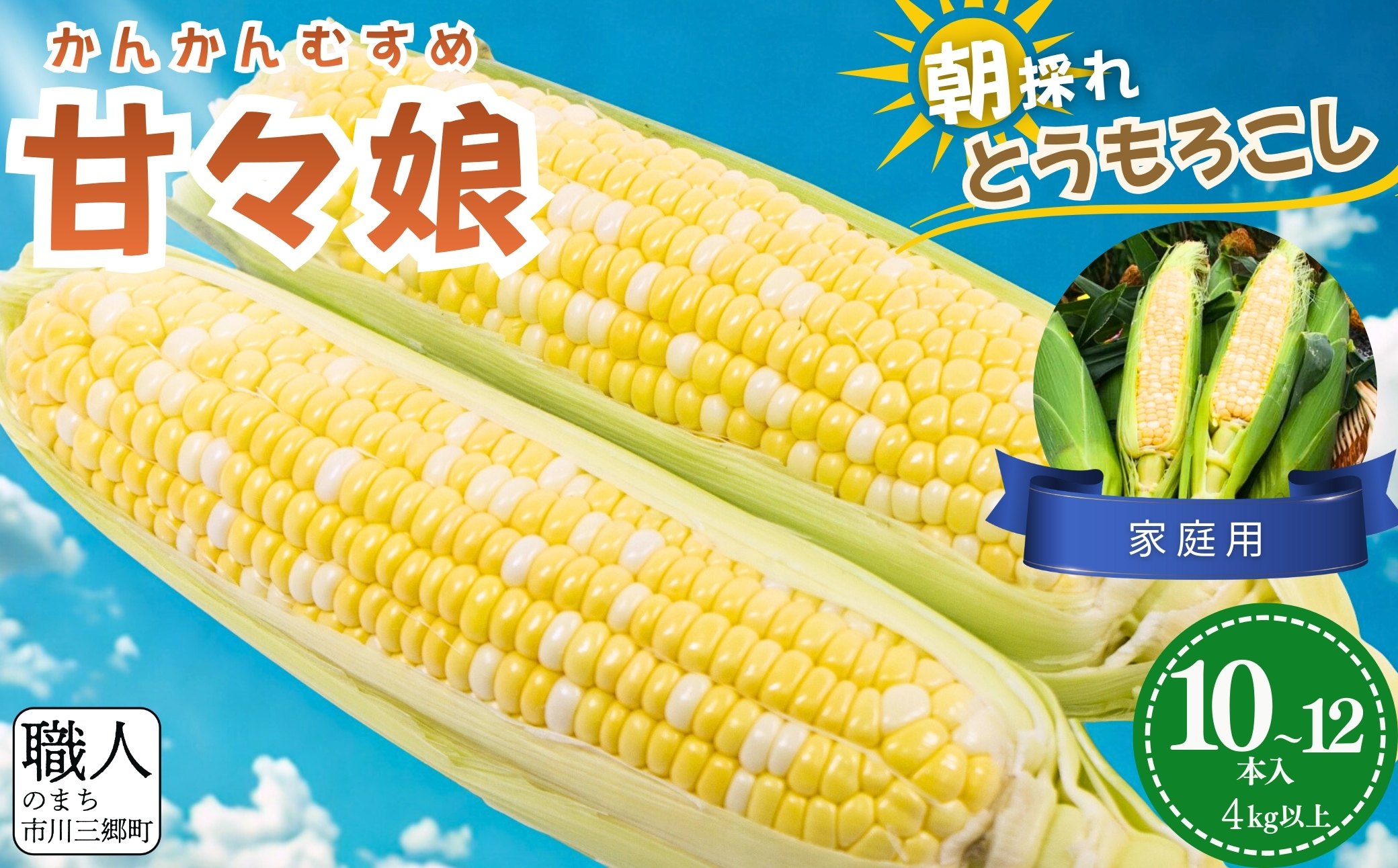 極甘フルーツとうもろこし「甘々娘（かんかんむすめ）」 わけありスイート 10～12本入り 【2026年6月中旬から発送】　アグリ甲斐 [5839-8582]