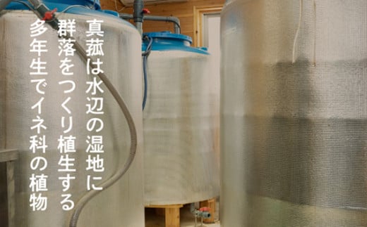 No.103 真菰（まこも）乳酸菌液　1.5L×2本 ／ マコモ 無農薬栽培 山梨県【n0103_nyu】