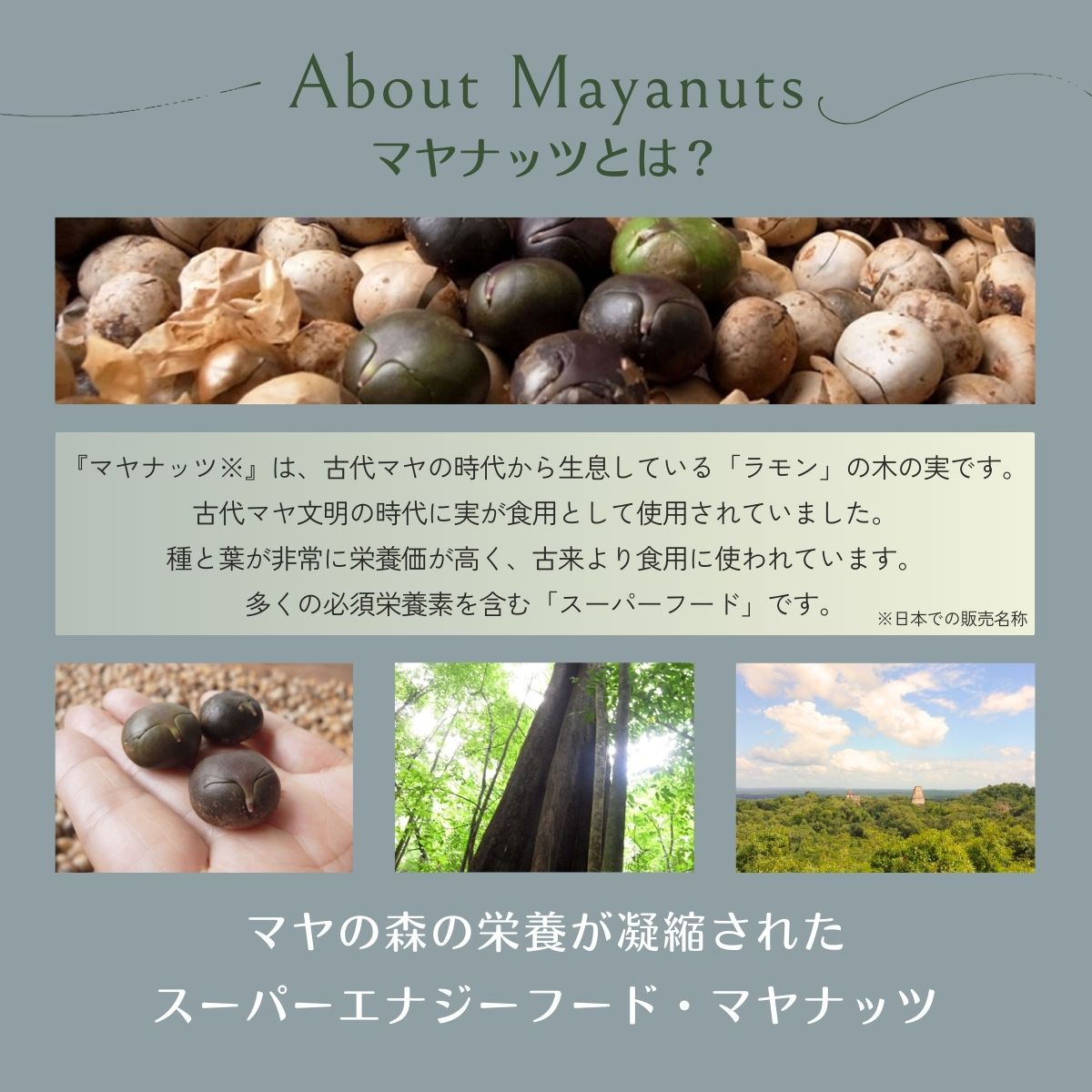 マヤナッツエンジョイセット　約400g　パウダー・コーヒー風・チャイ・ショコラテのセット　古代マヤから伝わるスーパーエナジーフード／ミネラル ドリンク 送料無料 山梨県 特産品 ノンカフェイン コーヒー ナッツパウダー チャイ ショコラテ【n0494_myn】