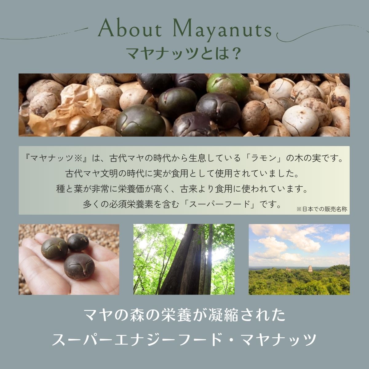 マヤナッツお試しセット　320g　マヤナッツパウダーとマヤナッツコーヒー風と４種類のマヤナッツドリンクのお試しセット　古代マヤから伝わるスーパーエナジーフード ／ミネラル ドリンク 送料無料 山梨県 特産品 ノンカフェイン コーヒー チャイ ショコラテ ジンジャー飲料 黒糖オーレ【n0493_myn】