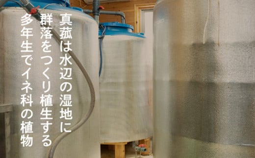 【定期便】真菰（まこも）乳酸菌液　1.5L×6本　6ヶ月定期便 ／ マコモ 無農薬栽培 山梨県【n0511-06_nyu】