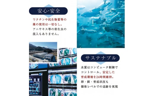 富士頂純サーモン 刺し身セット 半身分2分割 450g以上 富士山麓のきれいな天然水で養殖された安心安全なサーモン 完全無投薬・ワクチンフリー・アニサキスフリー・サステナブルな養殖サーモン フィレ 切り身 皮なし 骨なし 骨取り 生食 ムニエル 刺身 [注目]【n0556-0450_nes_A】