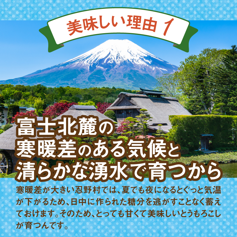 【2026年先行予約】富士北麓忍野村の気候、水、自然で作られた朝採りトウモロコシ【ゴールドラッシュ・ホワイトショコラ】詰め合わせセット 約2.5kg