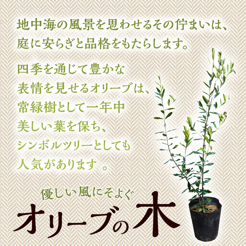 植木　オリーブ1m