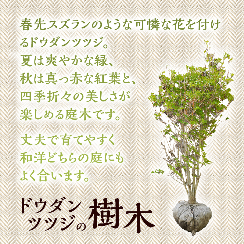 植木　ドウダンツツジ　1ｍ