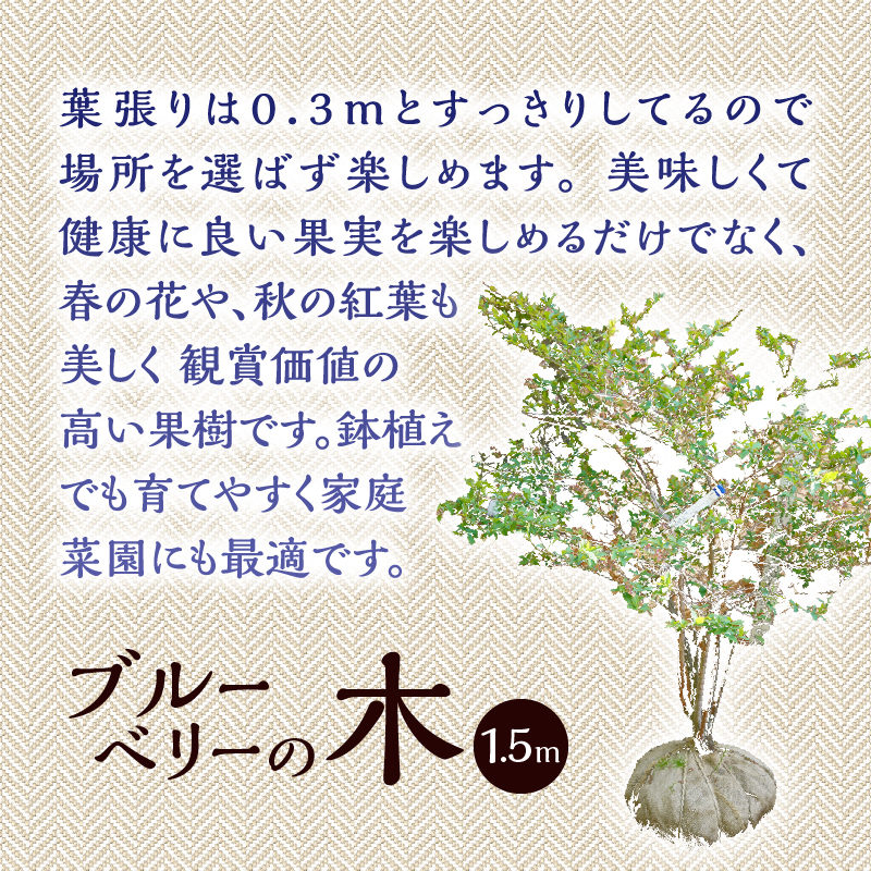 植木　ブルーベリーの木　株立ち　1.5ｍ