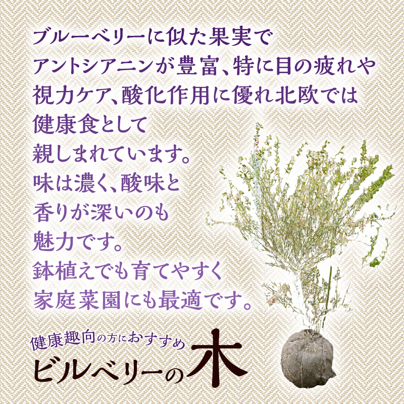 植木　ビルベリーの木　1ｍ