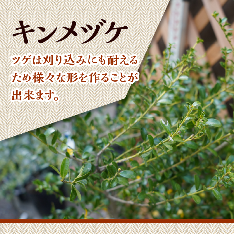 植木　キンメツゲ　1ｍ