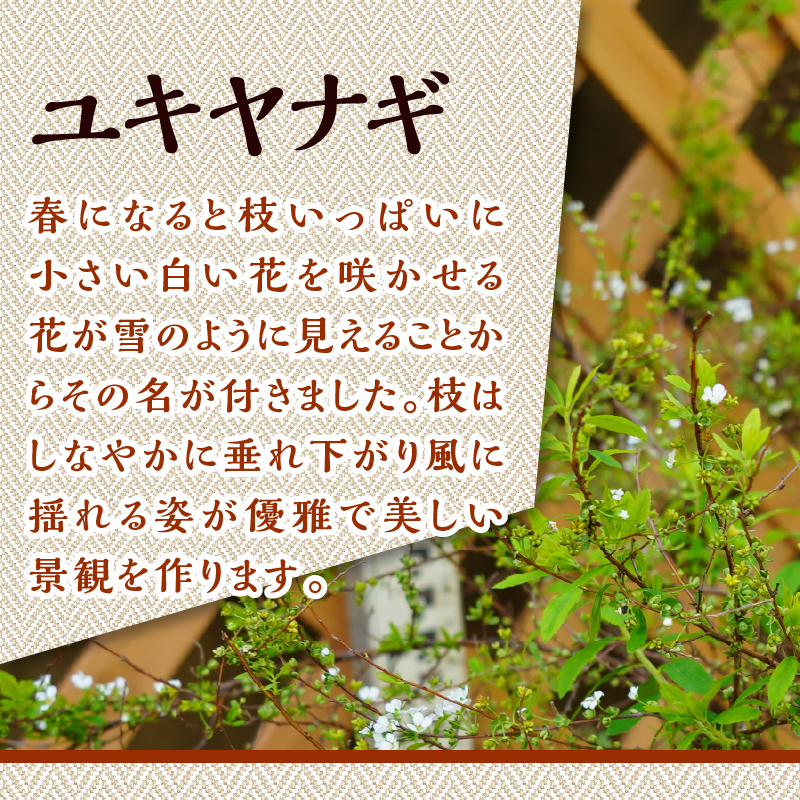 植木　ユキヤナギ（雪柳）　0.6ｍ