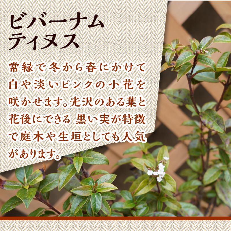 植木　ビバーナムティヌス　0.5ｍ