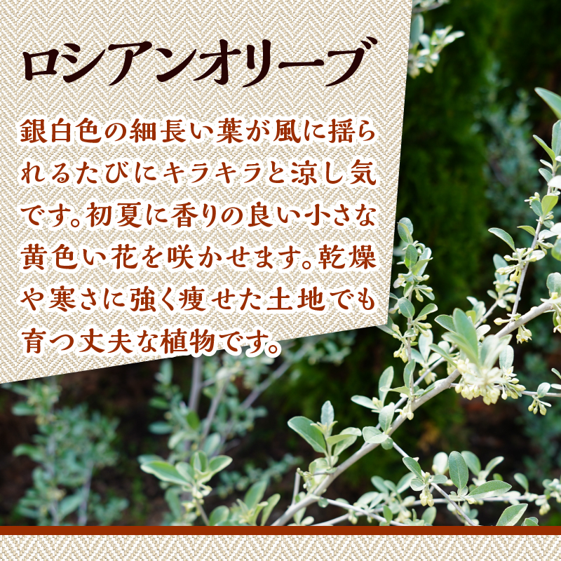 植木　ロシアンオリーブ　1.6ｍ