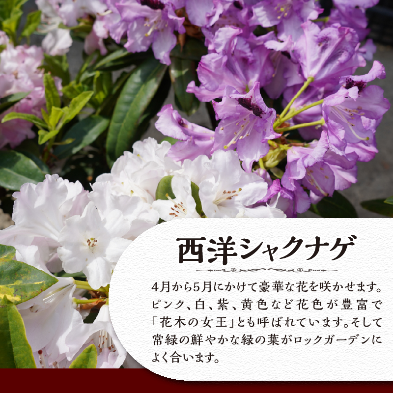 植木　シャクナゲ　0.4ｍ