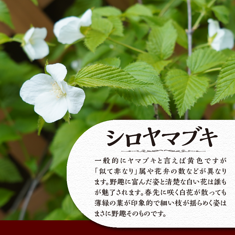 植木　白ヤマブキ　0.9ｍ