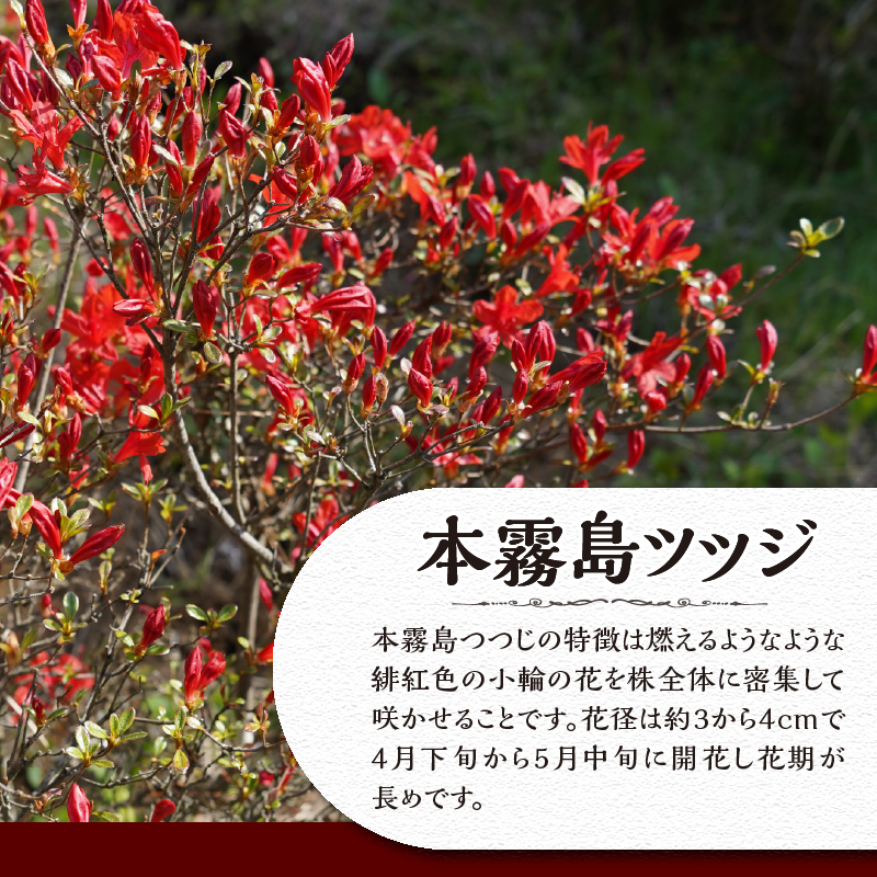 植木　本霧島ツツジ（赤）　0.8ｍ