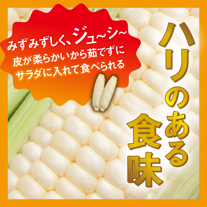 【2026年先行予約】富士北麓忍野村の気候、水、自然で作られた朝採りトウモロコシ【ホワイトショコラ】約2.5kg