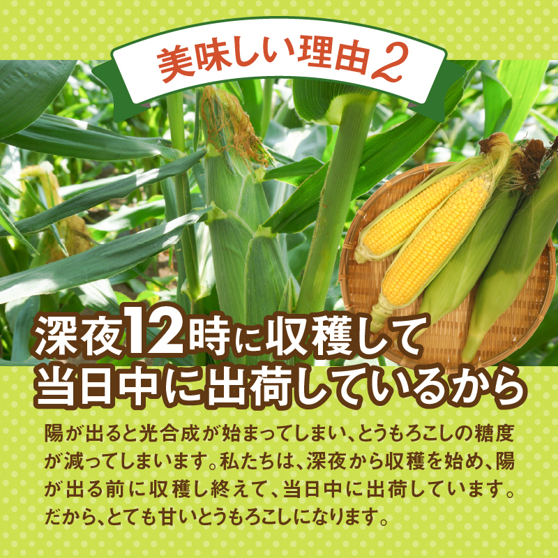 【2026年先行予約】富士北麓忍野村の気候、水、自然で作られた朝採りトウモロコシ【ゴールドラッシュ・ホワイトショコラ】詰め合わせセット 約5kg