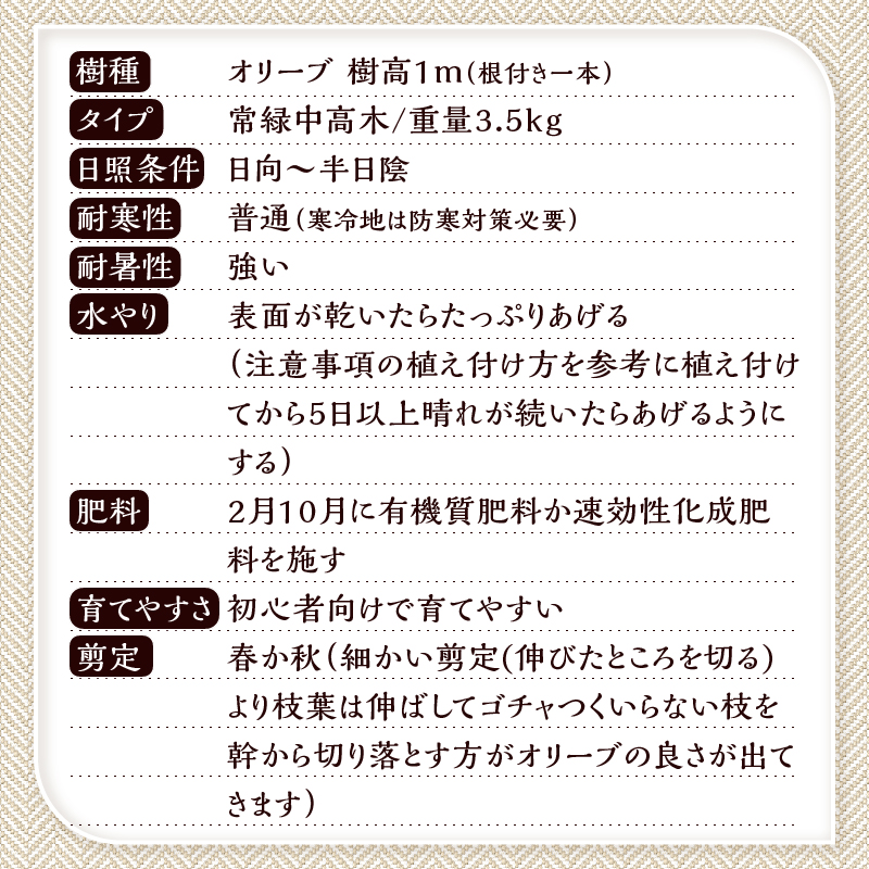植木　オリーブ1m