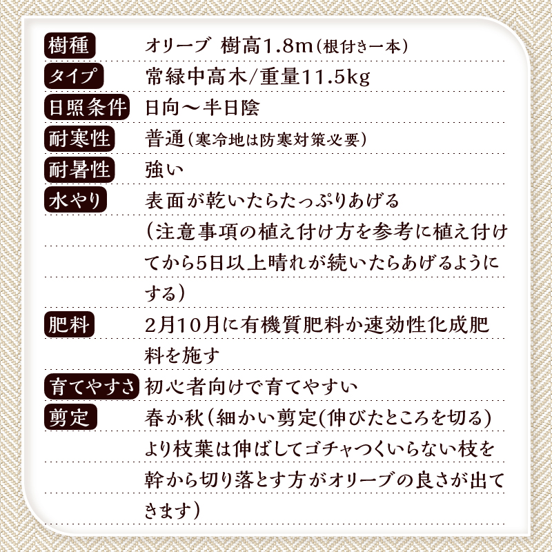 植木　オリーブ1.8m