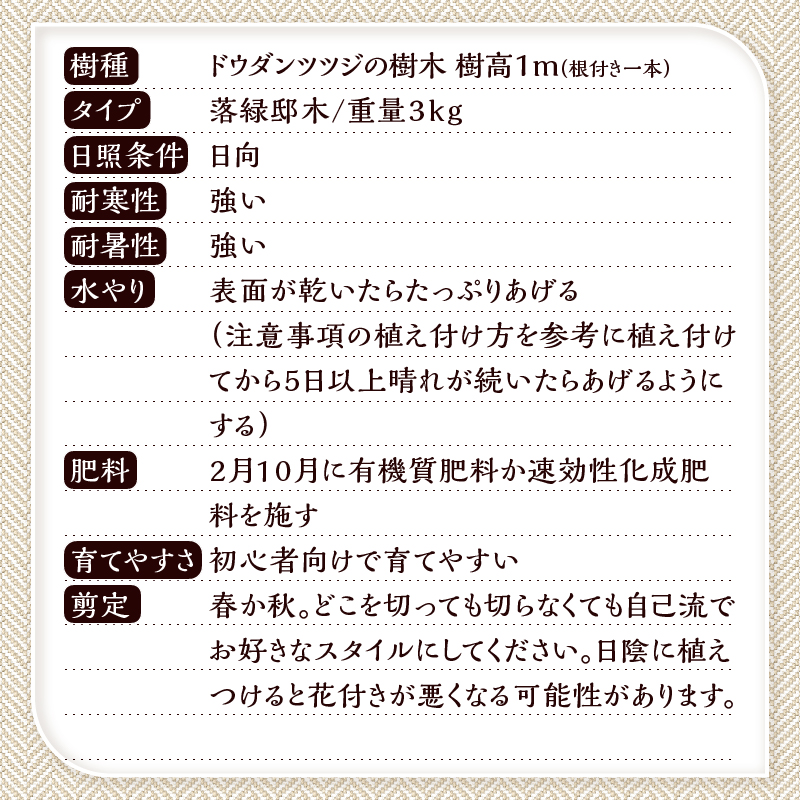 植木　ドウダンツツジ　1ｍ