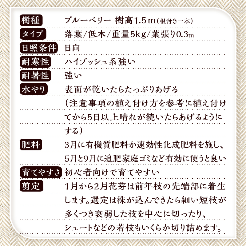 植木　ブルーベリーの木　株立ち　1.5ｍ