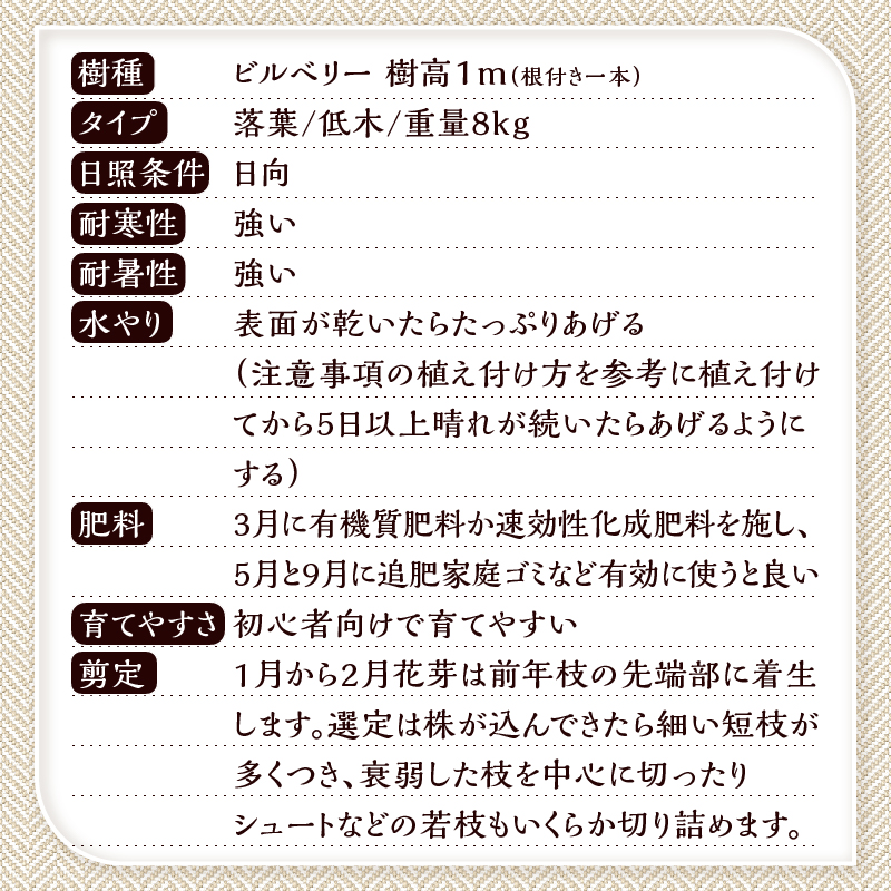 植木　ビルベリーの木　1ｍ