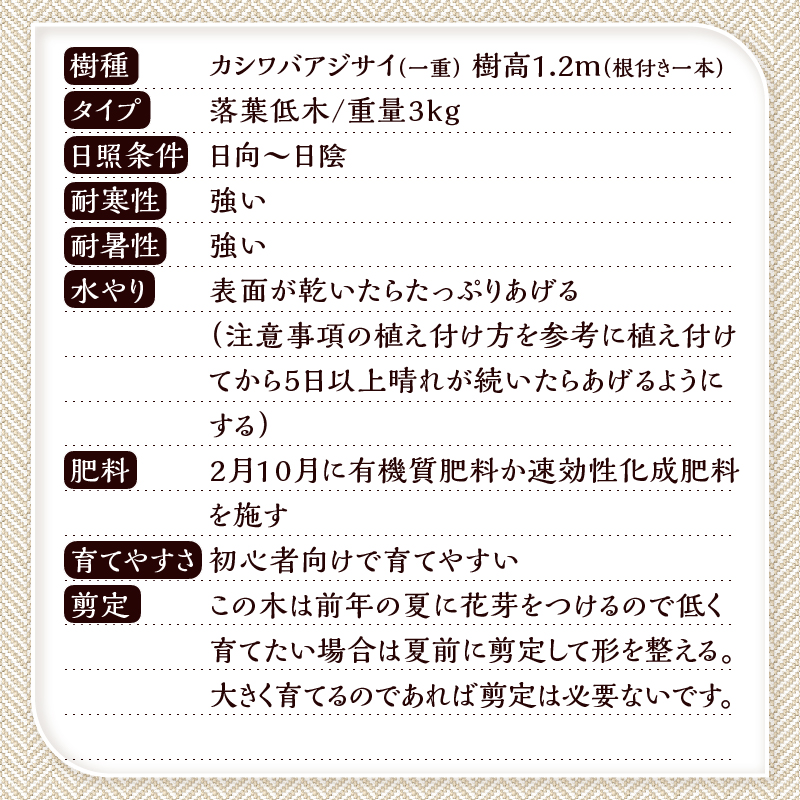 植木　カシワバアジサイ（一重）　1.2ｍ