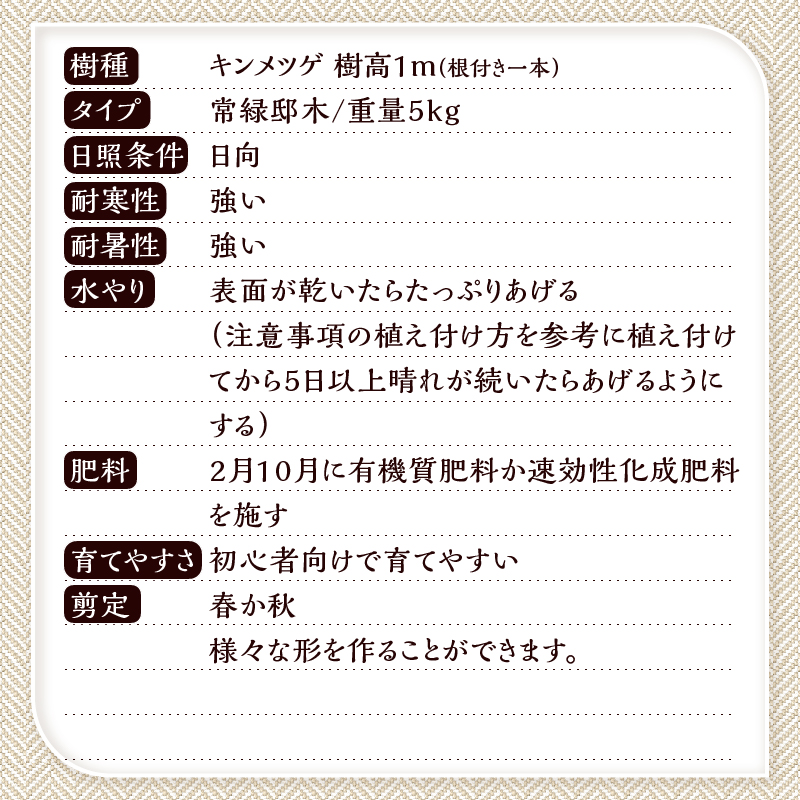 植木　キンメツゲ　1ｍ