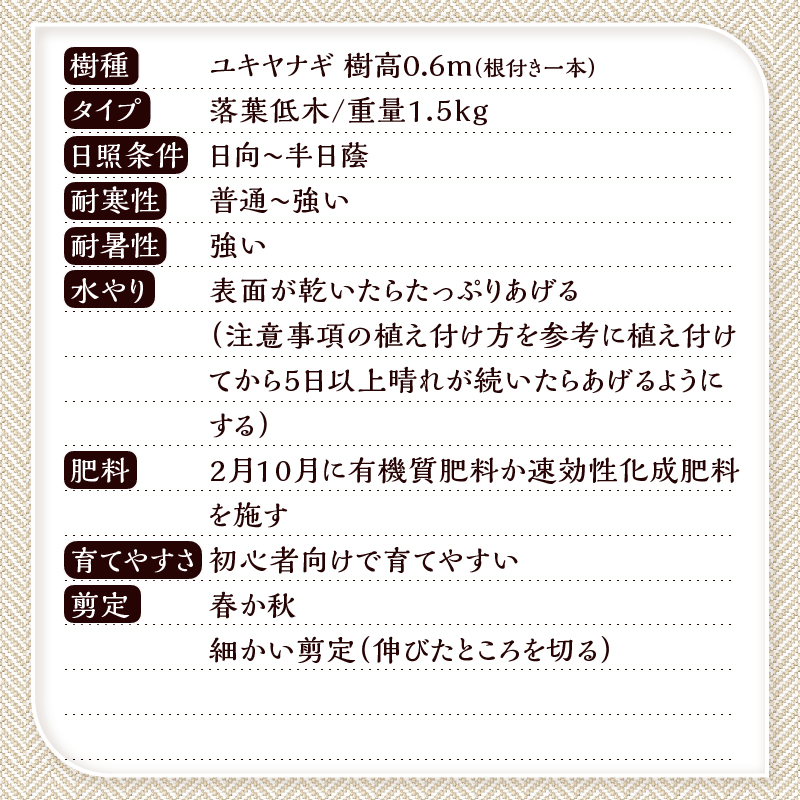 植木　ユキヤナギ（雪柳）　0.6ｍ