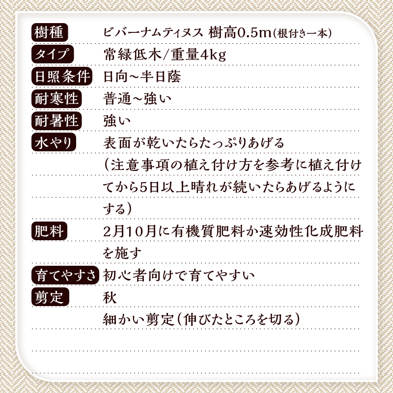 植木　ビバーナムティヌス　0.5ｍ