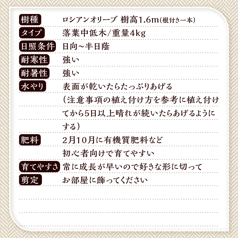 植木　ロシアンオリーブ　1.6ｍ