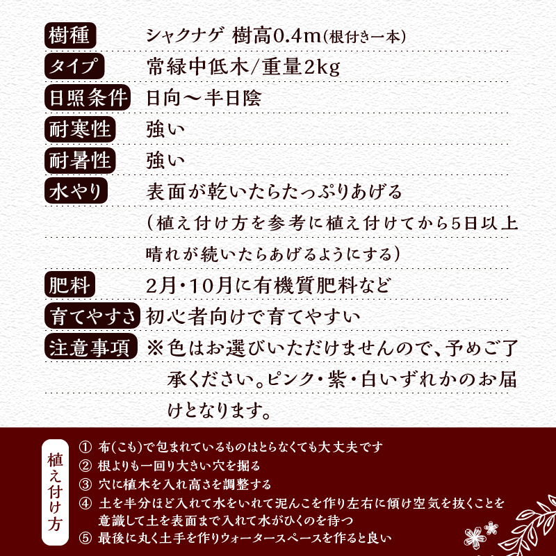 植木　シャクナゲ　0.4ｍ