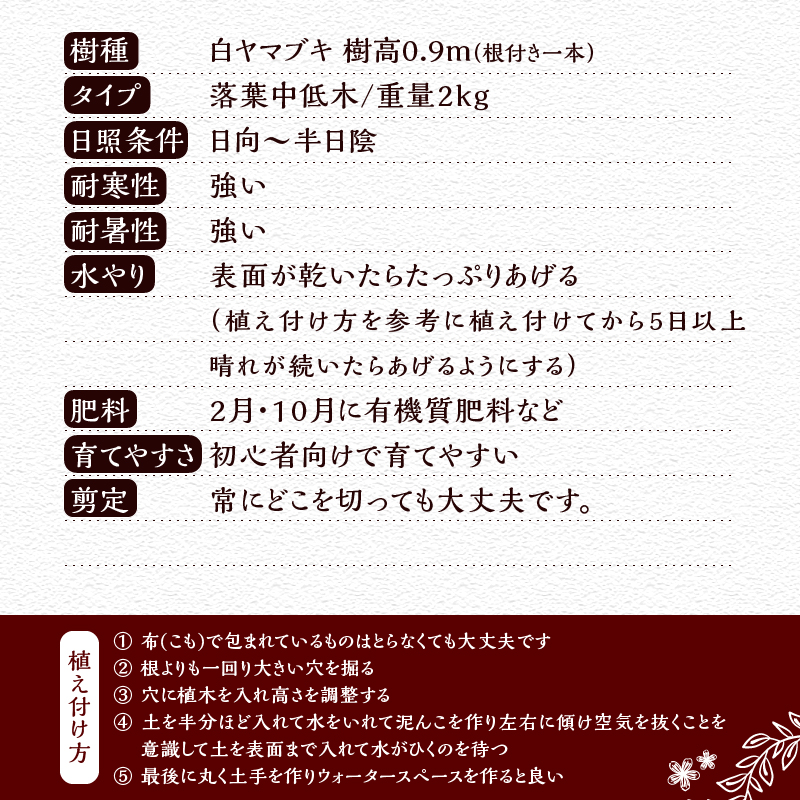 植木　白ヤマブキ　0.9ｍ