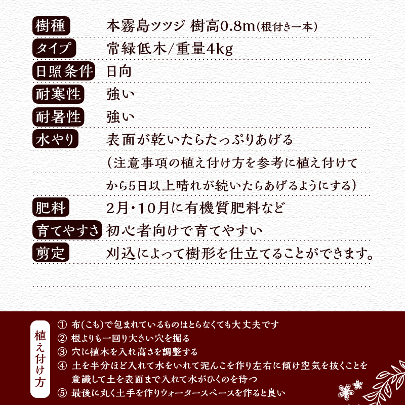 植木　本霧島ツツジ（赤）　0.8ｍ