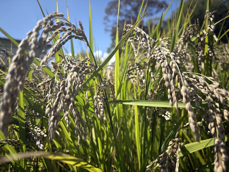 【令和7年産米】【数量限定】忍野村産　黒米（1kg）