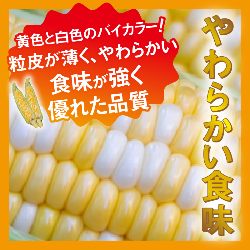 【2026年先行予約】富士北麓忍野村の気候、水、自然で作られた朝採りトウモロコシ（ピーターコーン）約5kg