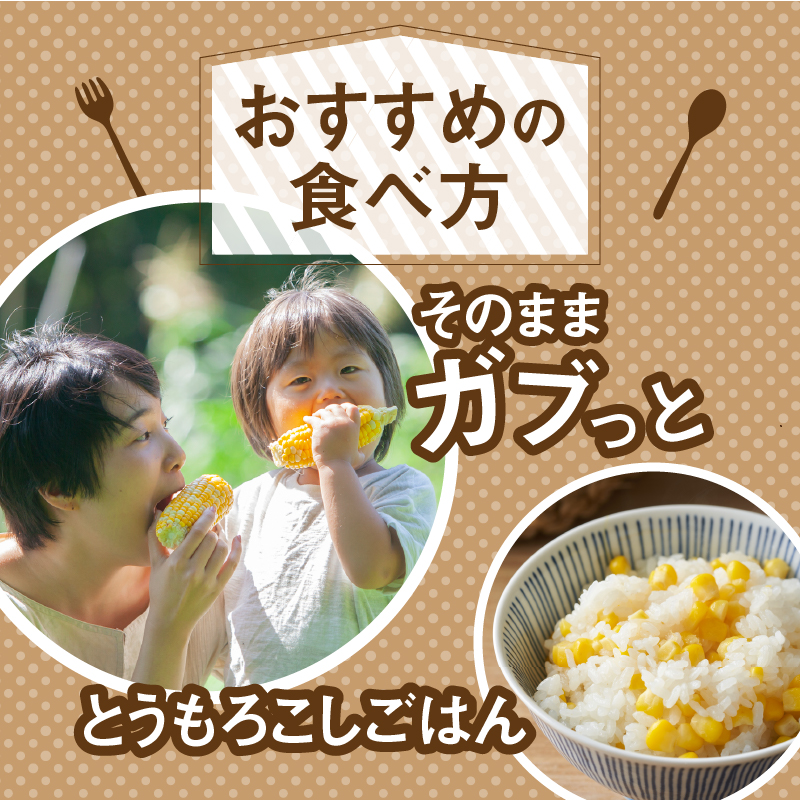 【2026年先行予約】富士北麓忍野村の気候、水、自然で作られた朝採りトウモロコシ【ホワイトショコラ】約2.5kg