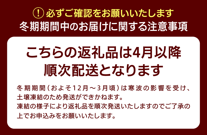 植木　ドウダンツツジ　1ｍ