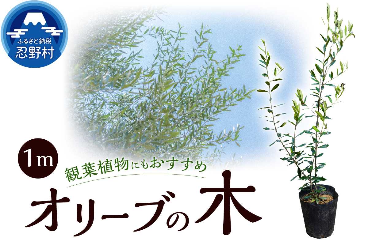 植木　オリーブ1m