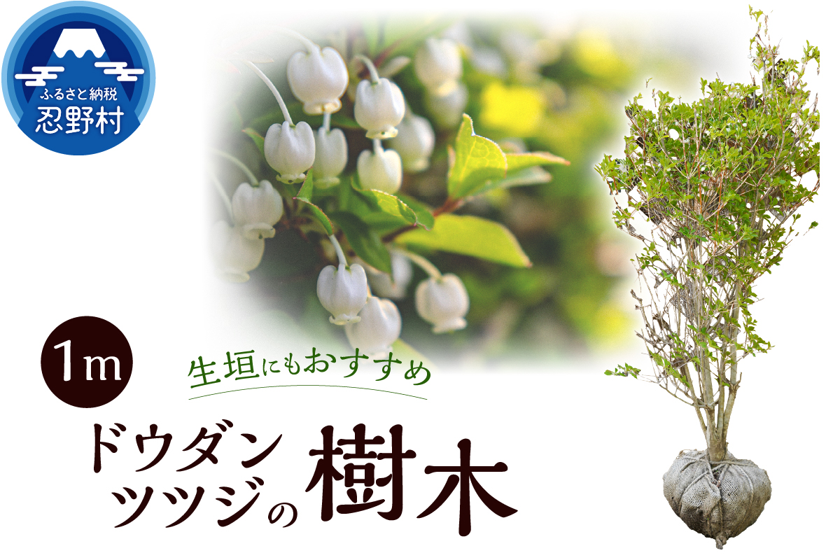 植木　ドウダンツツジ　1ｍ