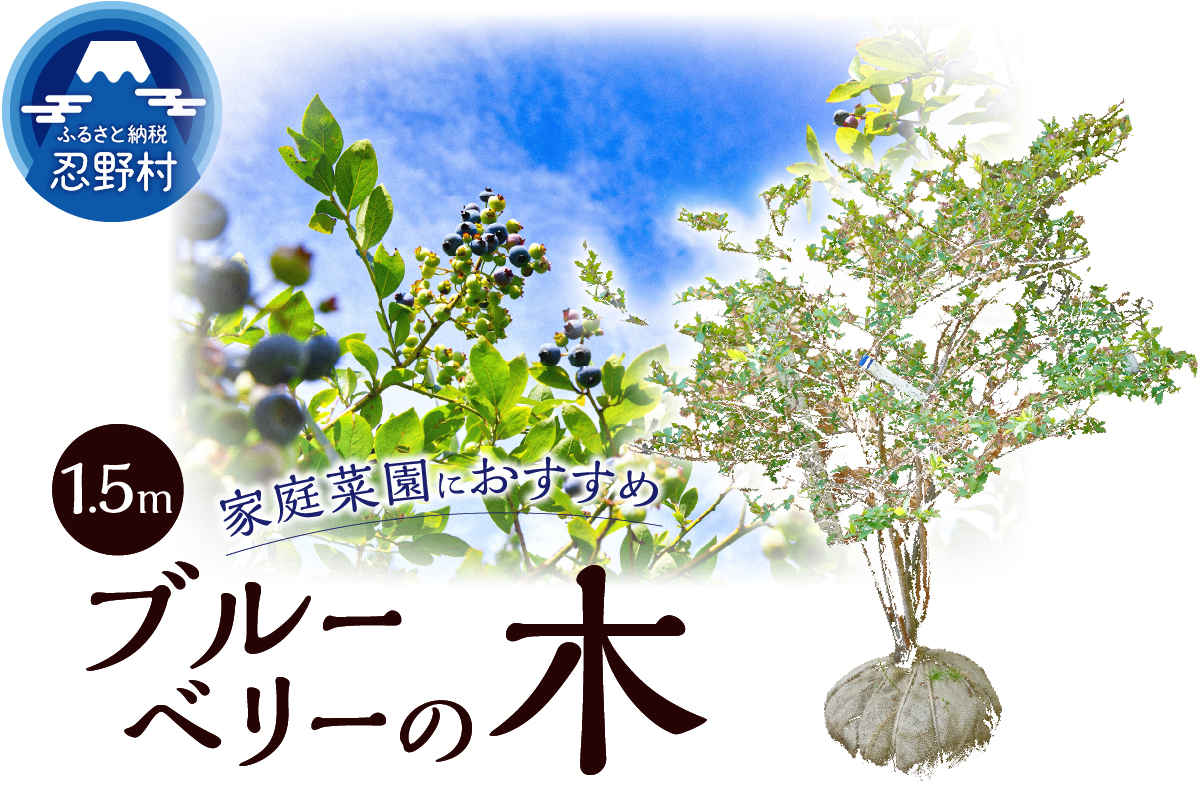 植木　ブルーベリーの木　株立ち　1.5ｍ