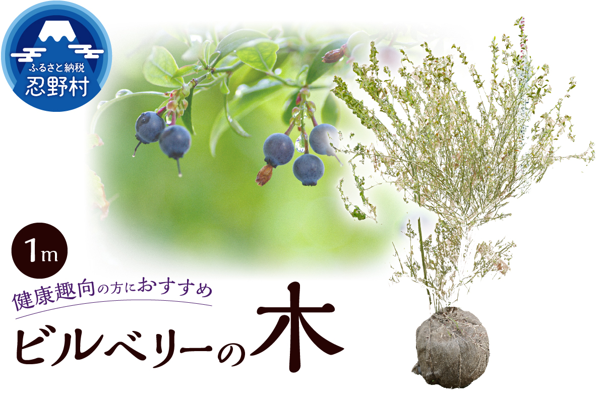 植木　ビルベリーの木　1ｍ