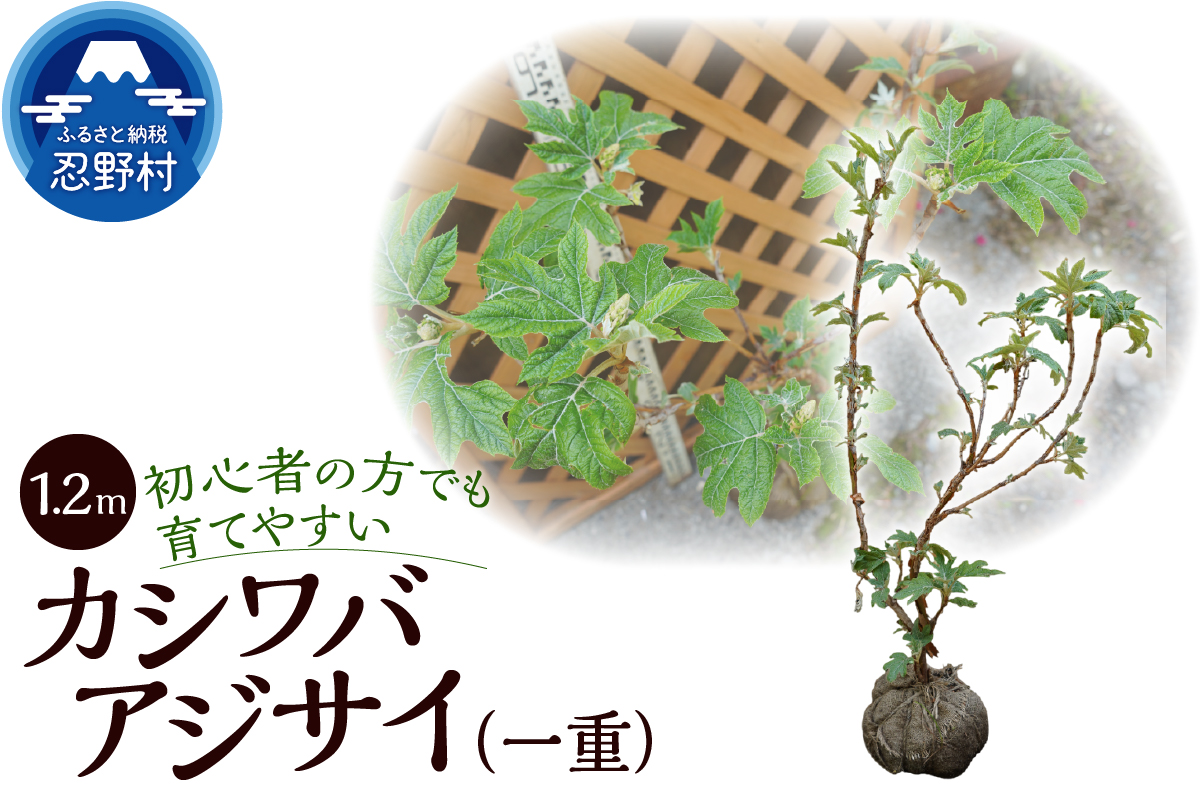 植木　カシワバアジサイ（一重）　1.2ｍ